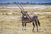 Gemsbok Looking to the Side