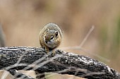 Tree Squirrel photo for art reference