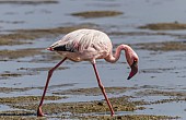 Lesser Flamingo Looking Down