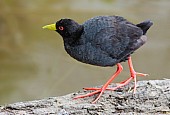 Black Crake on Water's Edge