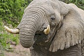 Elephant Drinking, Close-up