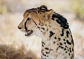 King Cheetah Head and Neck