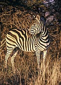 Zebra in Afternoon Light