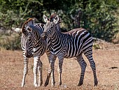 Juvenile Zebra with Mother