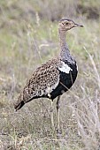 Red-crested Korhaan