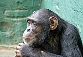 Captive Chimpanzee