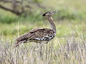 Kori Bustard