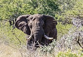 African Elephant Bull