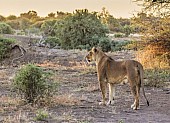 Lioness at Sunset