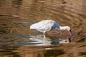 African Spoonbill with Bill in Water