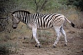 Zebra