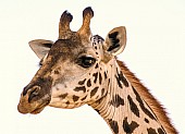 Ruaha Giraffe, Close-Up