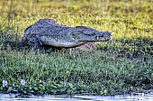 Nile Crocodile on River Bank