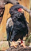 Bateleur Eagle, Captive Specimen