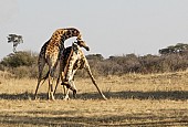 Giraffes Neck Slamming Reference Picture