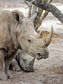 White Rhino Female with Juvenile