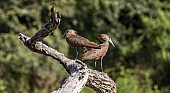 Hamerkop