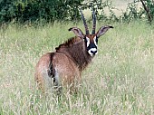 Roan Antelope Looking over Shoulder