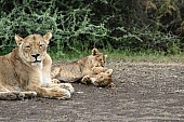 Lion Cubs Romping near Mother
