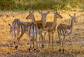 Impala Females