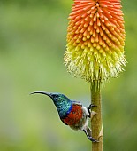 Southern Double-collared Sunbird on Red Hot Poker