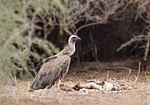 White-Backed Vulture with Remains of Carcass