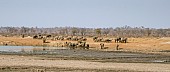 Scenic of Elephants Coming  Down to Drink