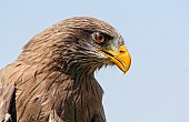 Close-up of Yellow-billed kite