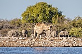 Giraffe at Waterhole with Elephants