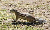 Cape Ground Squirrel