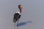 Saddle-billed Stork Wading