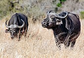 Buffalo Females in Winter Grass