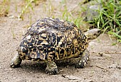 Leopard Tortoise