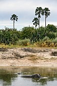 Hippo Pool, Moremi Game Reserve