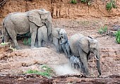 Elephants Climbing Down Riverbank