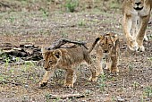 Lion Cubs Walking ahead of Mother