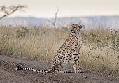 Male Cheetah at Dusk