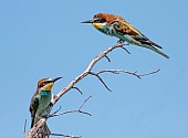 European Bee-eater Looking Ruffled