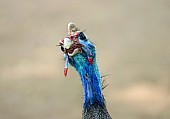 Helmeted Guineafowl, head shot close-up