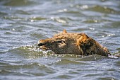 Swimming Lion, Side View