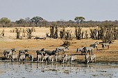 Scenic View of Zebra Herd Gathering to Drink