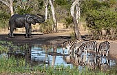 Zebra group drinking from waterhole with elephant in background