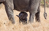 Elephant Baby and Mother