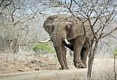 African Elephant Male