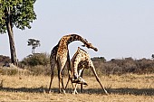 Young Giraffe Males Sparring