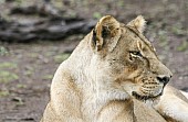 Lioness Looking to Side