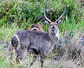 Waterbuck Male