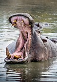 Hippo in Yawning  Displa