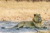 Young Lion Male Lying in Shade