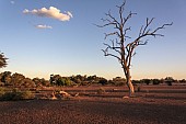 Mashatu Game Reserve Scenic